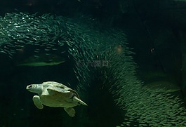 龜,水族館,魚缸