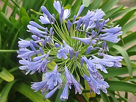 花,性質(zhì),美麗
