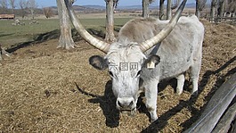 灰色,牛肉,電源