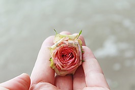 玫瑰,玫瑰花,開花