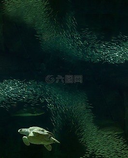 龜,水族館,魚缸