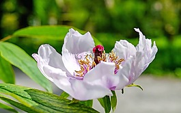牡丹,花,開花