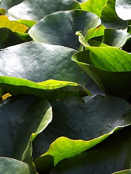 綠色,植物,自然
