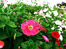 美丽的花朵,鲜花,花园