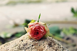 玫瑰,玫瑰花,開花