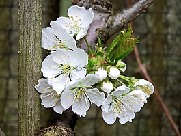 開花,水果,蘋果花