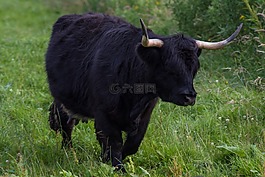 高地達(dá)基,牛肉,牛