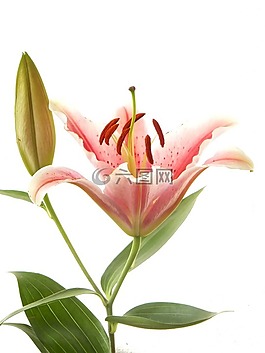 莉莉,粉紅色,花