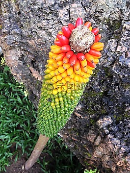 植物,顏色,多彩
