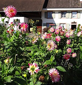 農(nóng)場(chǎng),大麗花,農(nóng)村