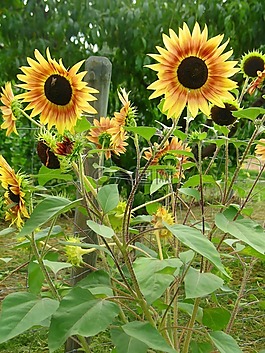 太陽(yáng)花,夏季,盛開