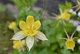 含羞草,花卉,黃色