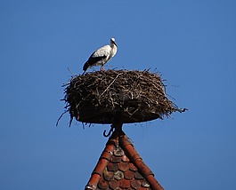 storchennest,鹳,鸟