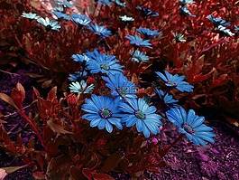美丽的花朵,鲜花,花园