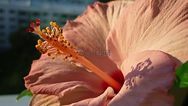 芙蓉,花,觀賞植物
