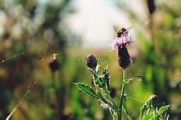 花,昆蟲,性質(zhì)