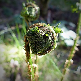 蕨類(lèi),廠,綠色