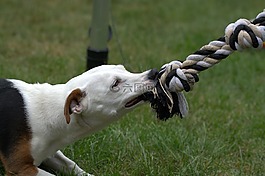 杰克羅素,狗,小獵犬