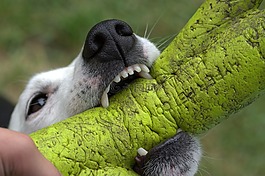 杰克羅素,狗,小獵犬