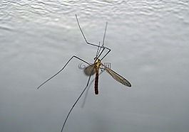 科馬爾,komarnica,昆蟲