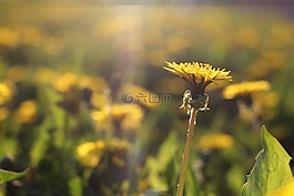 梁,美麗,開花