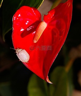 紅色,花,盛開