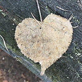 葉子,弗羅斯特,心臟