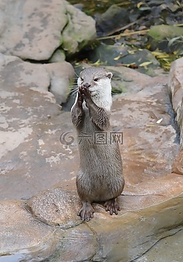 動物,哺乳動物,吃