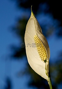 白,花,盛開