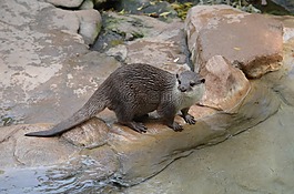 動物,哺乳動物,吃