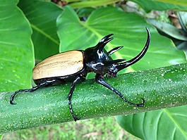 bug,號角,犀牛