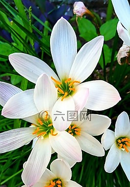 花,美麗的花,百合
