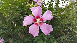 蜀葵,花,開放