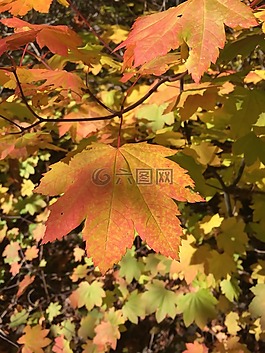 葡萄枫,叶,秋