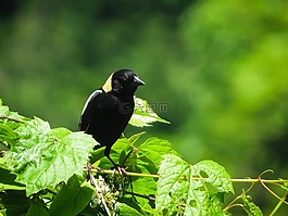 鳥,黑鳥群,食米鳥