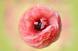 中藥,花,ranuncula
