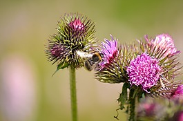 bug,鮮花,飛