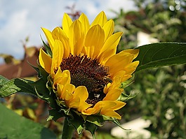 太陽花,夏季,盛開