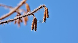 藍藍的天空,樺木,樹