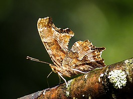 昆蟲,東部逗號,polygonia