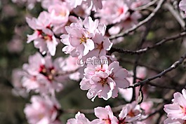 杏仁树,杏仁树之花,地中海