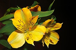 百合,黃色,開花