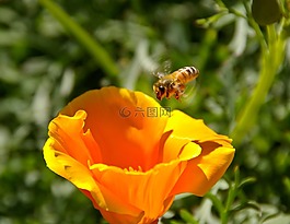 花,蜜蜂,橙色