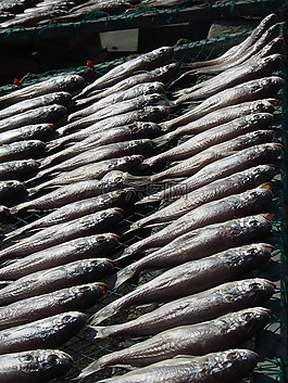 鱼,钓鱼,干
