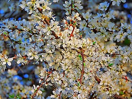 野生花卉,白色的花,關(guān)閉