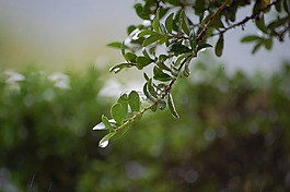 分支,一滴水,绿色