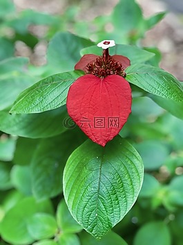 綠色,自然,植物