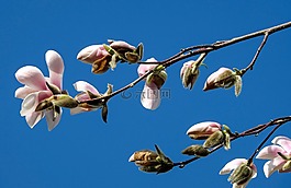 玉兰,玉兰花,鲜花