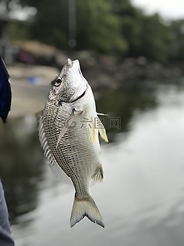釣魚,魚,邊緣