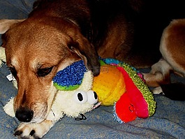 狗,小獵犬,混合